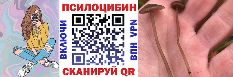 закладки  Белореченск  Псилоцибиновые грибы прущие грибы 